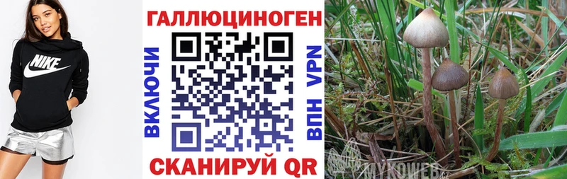 Купить  Ухта  Галлюциногенные грибы GOLDEN TEACHER 